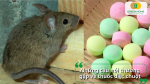 Giải đáp nhanh các thắc mắc về thuốc diệt chuột: cách dùng, thời gian hiệu quả, độ an toàn