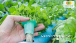 Giá thể thủy canh giúp cố định cây, tạo môi trường rễ phát triển mạnh mẽ và thông thoáng.