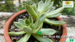 Sen đá – loài cây mọng nước dễ trồng nhưng rất nhạy với úng và ẩm kéo dài