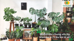 Góc nhìn tổng quan về các giống Monstera được trồng phổ biến hiện nay