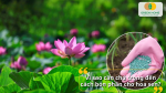 Bón phân đúng giúp sen không còi cọc, hạn chế rụng nụ – thối củ, đồng thời kích hoa đều và đúng vụ