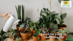Trồng cây cảnh trong nhà không chỉ giúp thanh lọc không khí, giảm căng thẳng