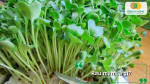 Rau mầm là giai đoạn non của các loại hạt giống rau củ, chứa nhiều vitamin, enzyme và chất chống oxy hóa