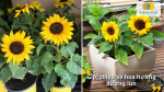 Hoa hướng dương lùn dễ trồng, cho nhiều bông to, thích hợp trồng chậu hoặc trồng viền