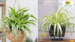 Cây dây nhện dễ trồng, phát triển nhanh, phù hợp treo hoặc đặt ở bàn làm việc