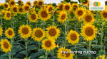 Vẻ đẹp rực rỡ của cánh đồng hoa hướng dương