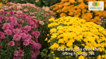 Các bước quan trọng khi trồng hoa cúc Tết cho người mới