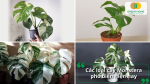 Những loại Monstera variegata đẹp và hot nhất trên thị trường