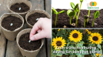 Gieo hạt hướng dương lùn vào chậu đất tơi xốp, giữ ẩm đều để hạt nhanh nảy mầm.