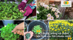 Các bước trồng và chăm sóc hoa cúc Tết đúng kỹ thuật