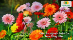 Hoa đồng tiền ưa sáng nhẹ, thoáng khí và cần môi trường sạch bệnh để phát triển tốt