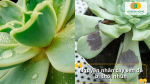 Tưới quá tay, đất bí thoát nước hoặc nấm bệnh tấn công đều khiến sen đá nhanh chóng thối nhũn