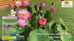 Dinh dưỡng giải phóng từ từ, nuôi sen dài ngày mà không làm nóng cây hay đục nước