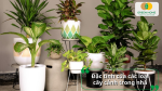 Mỗi loại cây đều mang đặc tính riêng – có cây hút khí độc, cây hút ẩm, cây mang phong thủy may mắn.