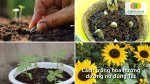 Bí quyết để hoa hướng dương nở đúng dịp Tết
