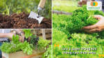 Chuẩn bị đất tơi xốp, đủ dinh dưỡng là bước quan trọng để trồng rau đạt hiệu quả