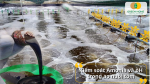Ổn định pH, giảm độc tố Amonia – giúp nước ao sạch và tôm khỏe mạnh hơn