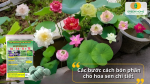 Bón đúng cách giúp sen hấp thu dinh dưỡng đều, bật nụ nhanh và nở hoa rực rỡ