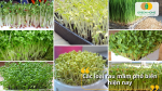 Nhiều loại rau mầm như cải, hướng dương, đậu xanh mang lại hương vị và dinh dưỡng phong phú
