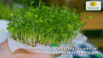 Trồng rau mầm bằng rổ và bông gòn – cách làm đơn giản, sạch sẽ, dễ thu hoạch