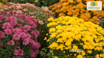 Sắc hoa cúc nở bung rực rỡ, báo hiệu mùa Tết đang tới