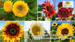 Mỗi loại hoa hướng dương đều mang một vẻ đẹp và ý nghĩa  riêng