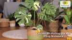 Những vấn đề thường gặp khi trồng cây Monstera và cách xử lý hiệu quả