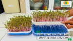 Phương pháp thủy canh giúp rau mầm mọc nhanh, rễ trắng khỏe và sạch tuyệt đối