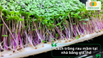Trồng rau mầm bằng giá thể – giải pháp cho năng suất cao và tiết kiệm công chăm sóc