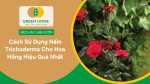 cách sử dụng nấm Trichoderma cho hoa hồng