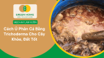 ủ phân cá bằng Trichoderma
