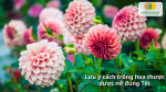 Canh thời điểm trồng để hoa nở đúng dịp Tết