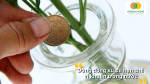 Đồng xu giúp hạn chế vi khuẩn trong nước cắm hoa theo mẹo dân gian