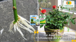 Trichoderma giúp kích rễ cực nhanh – tăng kháng bệnh thối rễ, vàng lá và giúp hoa hồng bật tượt mạnh mẽ.