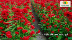 Hoa mào gà là loài hoa Tết quen thuộc, màu sắc nổi bật, dễ trồng và mang ý nghĩa may mắn.