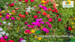 Hoa mười giờ dễ trồng, sinh trưởng nhanh, nở hoa rực rỡ vào ban ngày.