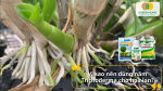 Rễ lan trắng khỏe, bật chồi mạnh – bí quyết nằm ở Trichoderma