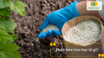 Phân bón hóa học là nguồn dinh dưỡng vô cơ giúp cây hấp thu nhanh, thúc đẩy sinh trưởng