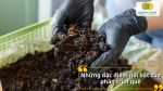 Phân trùn quế giàu mùn hữu cơ và vi sinh có lợi, giúp đất tơi xốp, rễ khỏe và cây phát triển bền vững theo cách tự nhiên