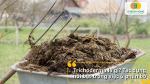 Trichoderma là nấm đối kháng giúp tăng tốc độ phân hủy phân bò và hạn chế mầm bệnh tồn dư.
