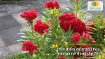 Gieo trồng hoa mào gà đúng thời điểm giúp cây sinh trưởng tốt và nở hoa đúng Tết.