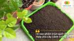 Nhẹ đất, không nóng rễ, dinh dưỡng ổn định – phân trùn quế là lựa chọn an toàn cho cây cảnh và kiểng lá trong chậu