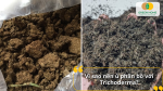Ủ phân bò với Trichoderma giúp phân hoai nhanh, giảm mùi, tăng vi sinh có lợi và an toàn cho rễ cây.
