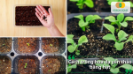 Gieo hạt hoa dạ yến thảo đúng kỹ thuật giúp cây con khỏe mạnh, tỷ lệ nảy mầm cao