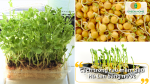 Trồng rau mầm đậu Hà Lan bằng nước sạch gọn, phù hợp không gian nhỏ