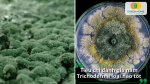 Lựa chọn Trichoderma chuẩn cần dựa vào chủng, mật độ bào tử và khả năng đối kháng.