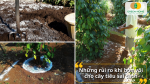 Các rủi ro có thể xảy ra khi bón vôi sai liều lượng hoặc sai thời điểm.
