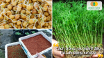 Trồng rau mầm đậu Hà Lan bằng xơ dừa giúp giữ ẩm tốt, cây mọc đều.