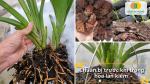 Chuẩn bị cây giống, giá thể và chậu trồng phù hợp giúp lan kiếm bén rễ nhanh và phát triển ổn định.