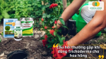 Câu hỏi thường gặp khi dùng Trichoderma cho hoa hồng